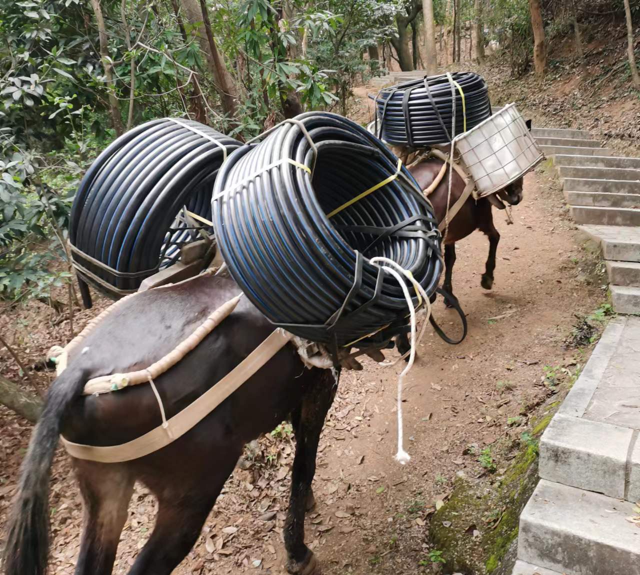 光明区马帮运输