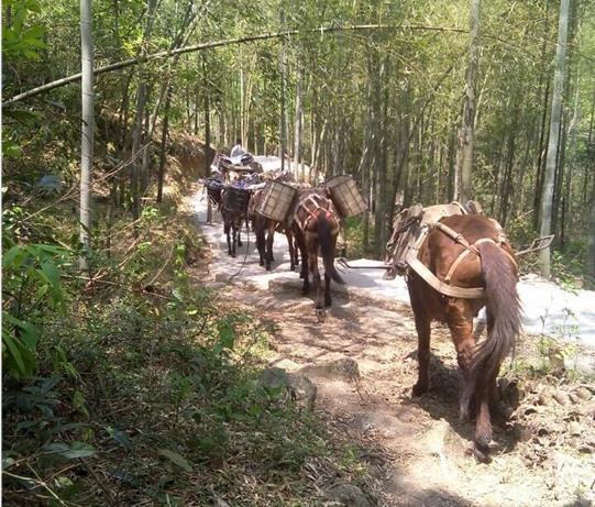 光明区马帮运输电话