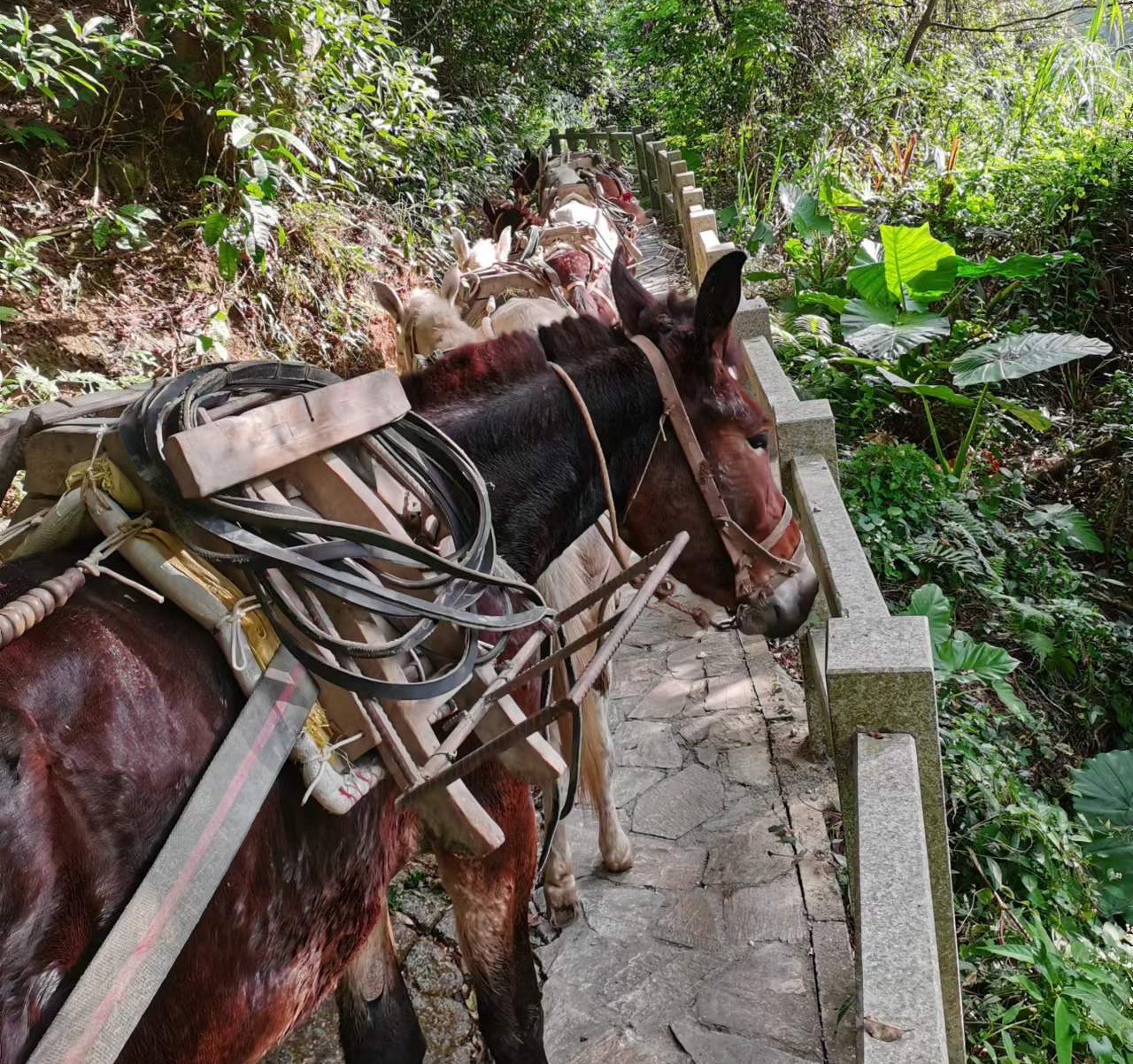 光明区马队运输