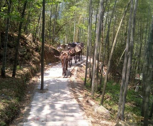 光明区马队运输公司