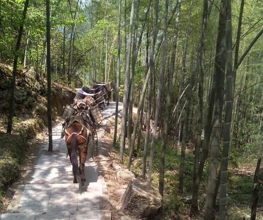 光明区山路马队运输