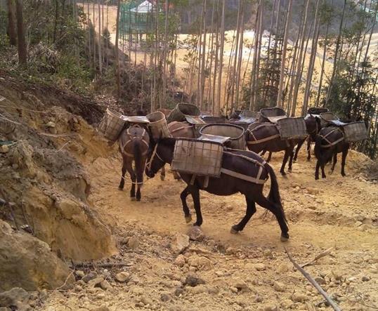 光明区山区马队运输