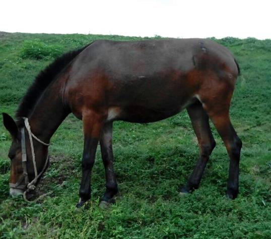 光明区骡马搬运