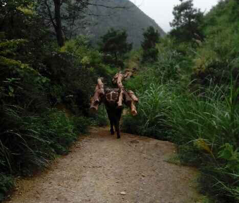 光明区骡马运输