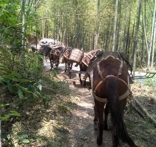 光明区骡马运输公司