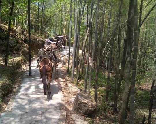 光明区山区骡马运输