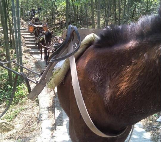 光明区骡马队运输