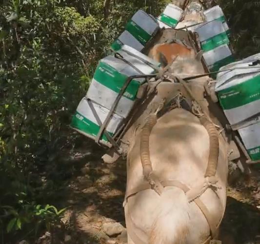 光明区骡马山路运输