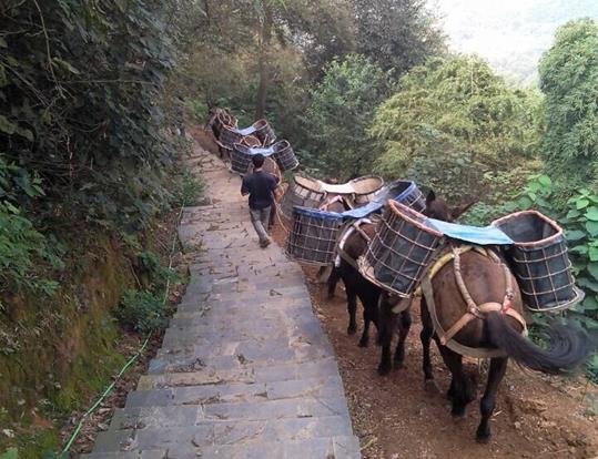 光明区骡马运输电话