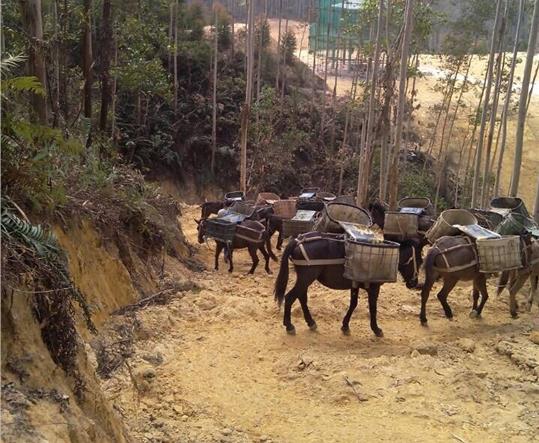 光明区马帮山路运输