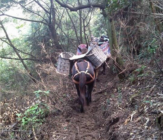 光明区马帮运输公司
