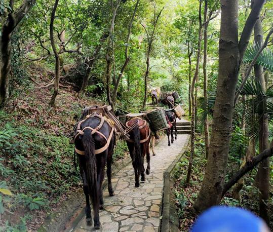 光明区马队运输电话