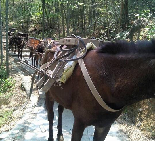 光明区山路骡马运输